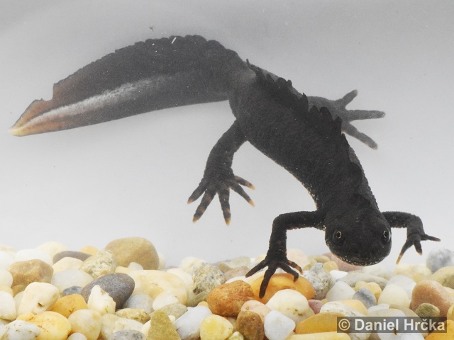Triturus carnifex