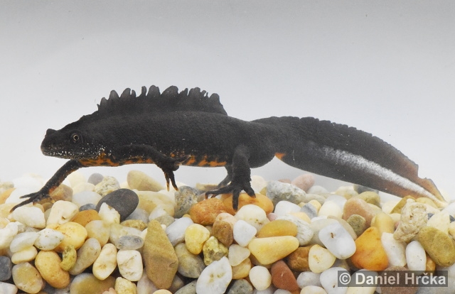 Triturus carnifex