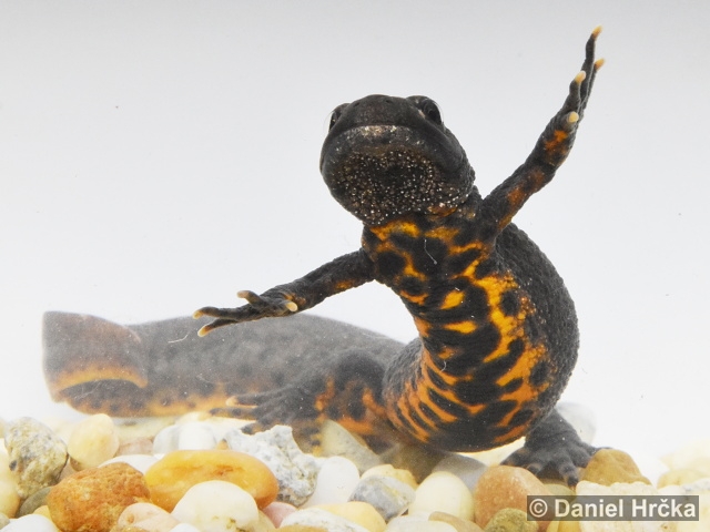 Triturus carnifex