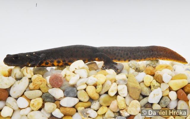 Triturus carnifex
