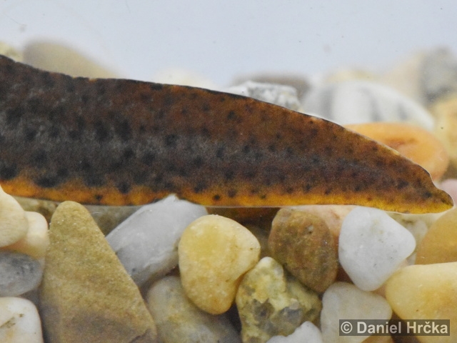 Triturus carnifex