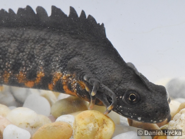 Triturus carnifex