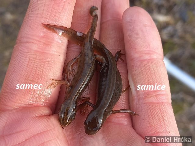 Lissotriton vulgaris