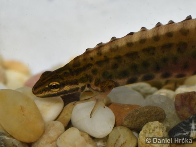 Lissotriton vulgaris