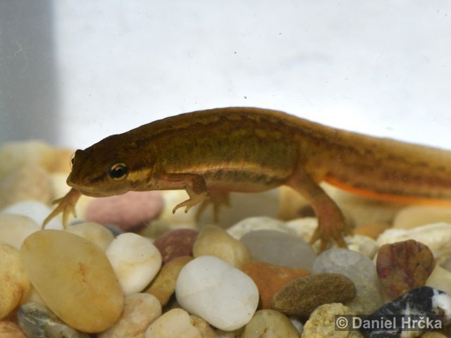 Lissotriton vulgaris