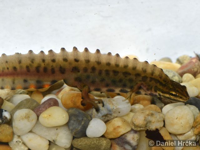 Lissotriton vulgaris