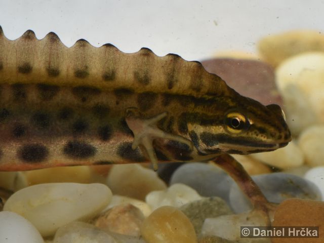 Lissotriton vulgaris