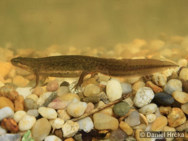 Lissotriton vulgaris