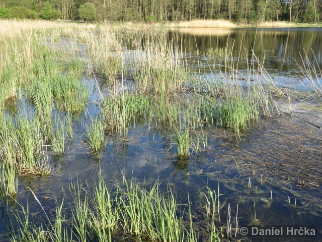 Lissotriton vulgaris
