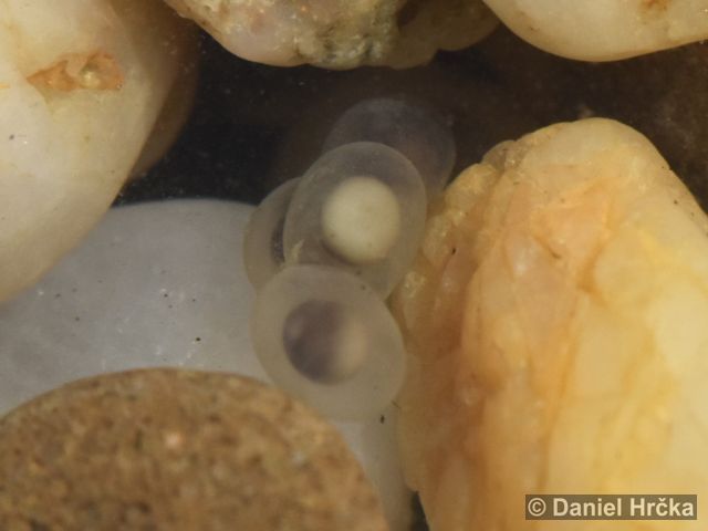 Lissotriton vulgaris