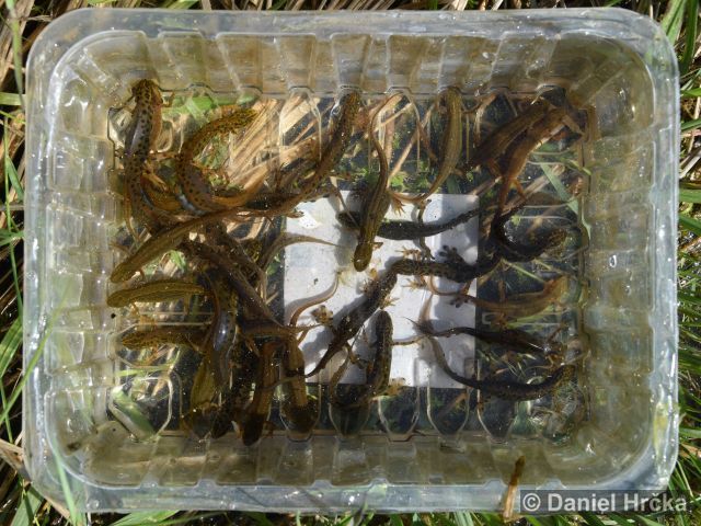 Lissotriton vulgaris