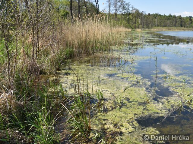 Lissotriton vulgaris