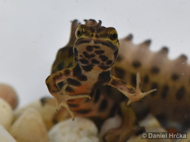 Lissotriton vulgaris