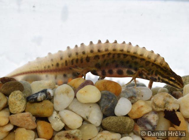 Lissotriton vulgaris