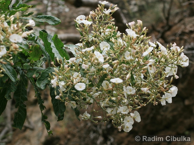 CONVOLVULUS FLORIDUS L. f. – svlačec květnatý
