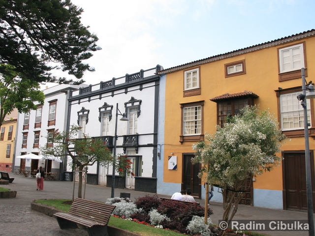 Convolvulus floridus