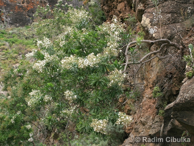 Convolvulus floridus
