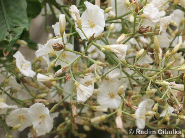 Convolvulus floridus