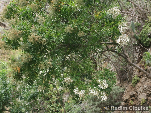 Convolvulus floridus