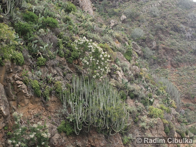 Convolvulus floridus