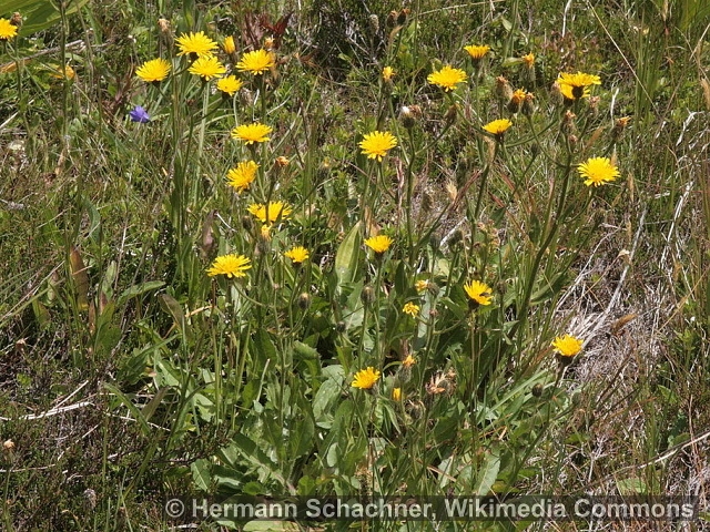 Crepis conyzifolia