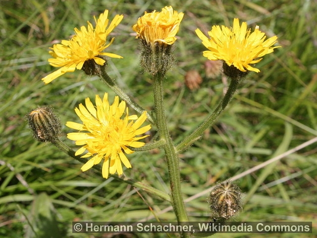 Crepis conyzifolia