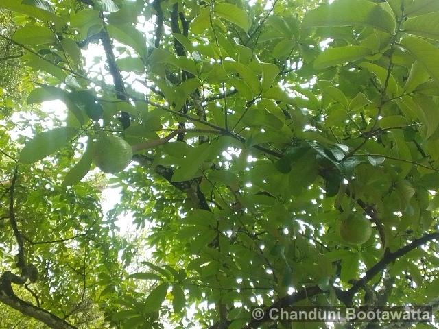 Crescentia cujete, Calabash tree