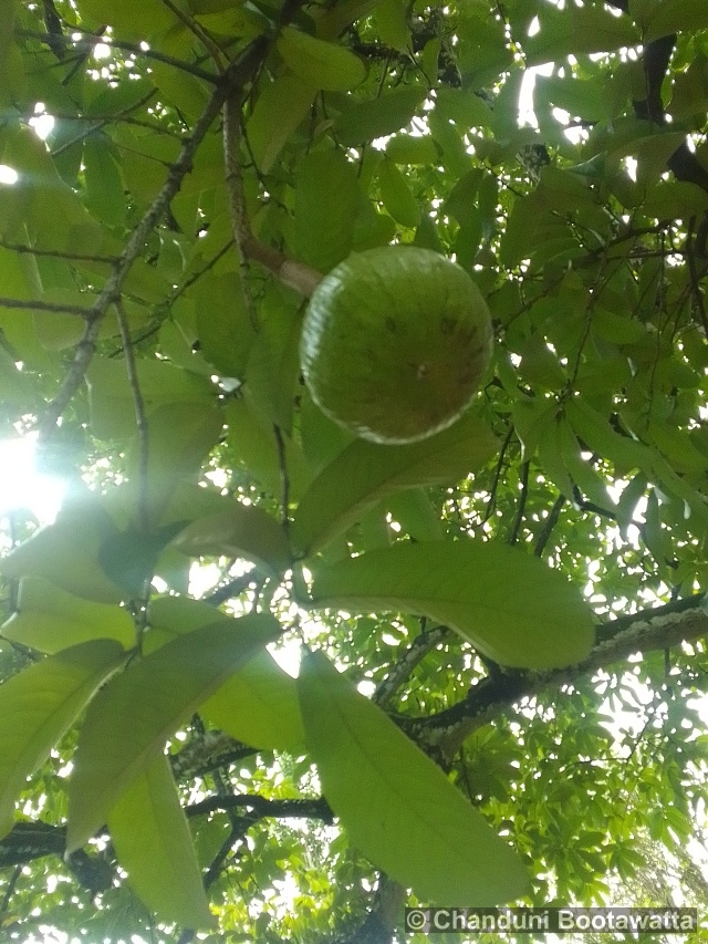 Crescentia cujete