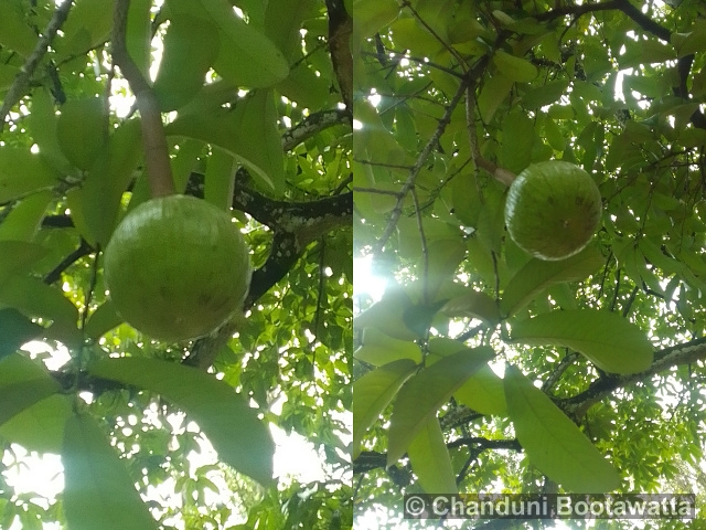 Crescentia cujete
