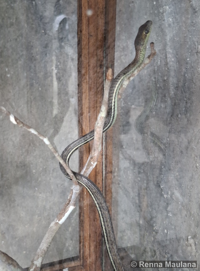 Dendrelaphis caudolineatus