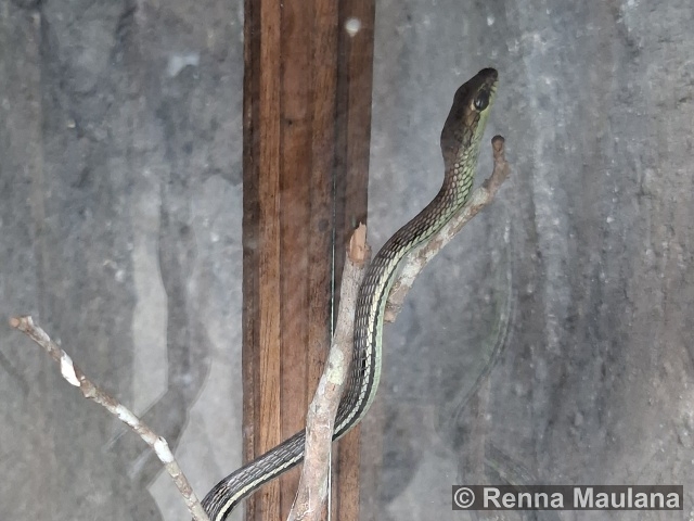 Dendrelaphis caudolineatus