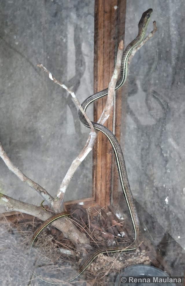 Dendrelaphis caudolineatus