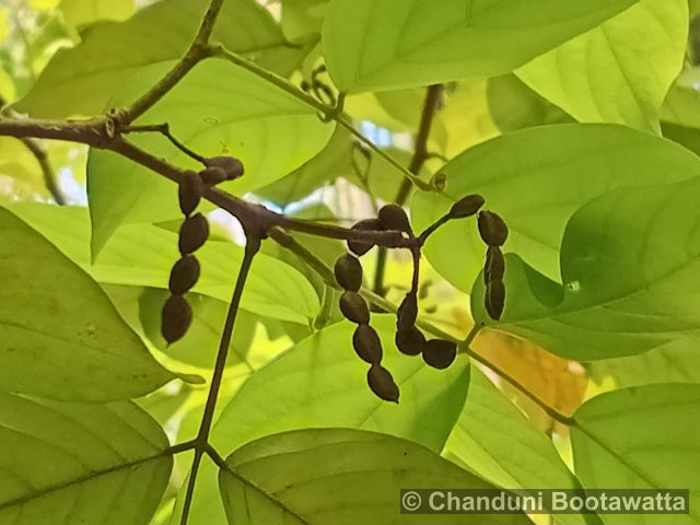 DESMODIUM UMBELLATUM (L.) Benth. – Golden Legium Plant DESMODIUM UMBELLATUM (L.) Benth. – Golden Legium Plant