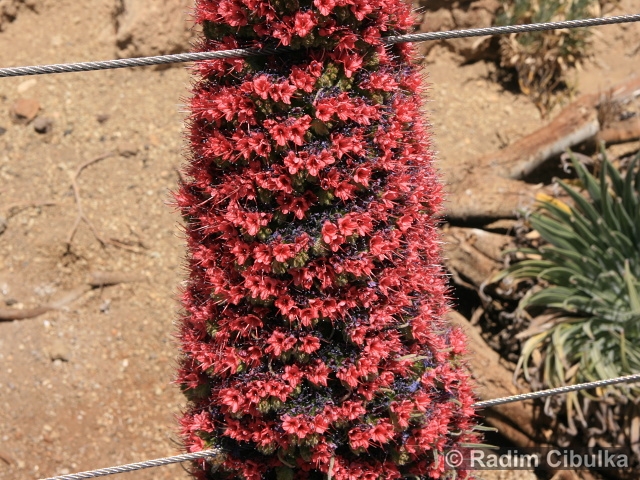 Echium wildpretii