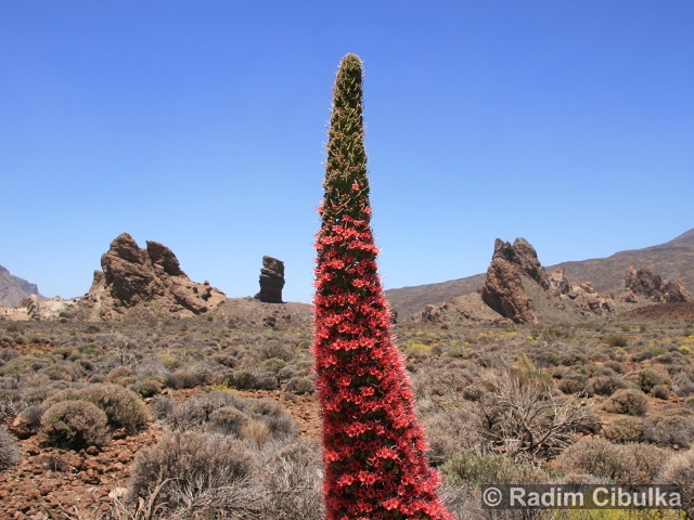 ECHIUM WILDPRETII H. Pearson ex Hook. f. – hadinec teidský