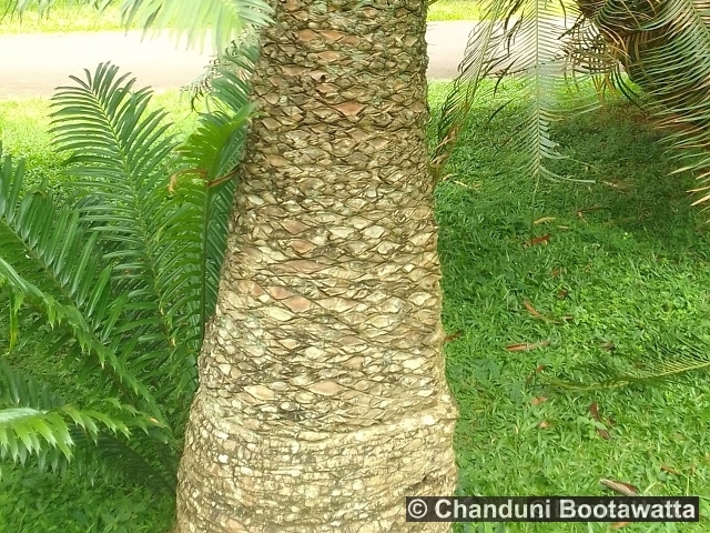 Encephalartos lehmannii