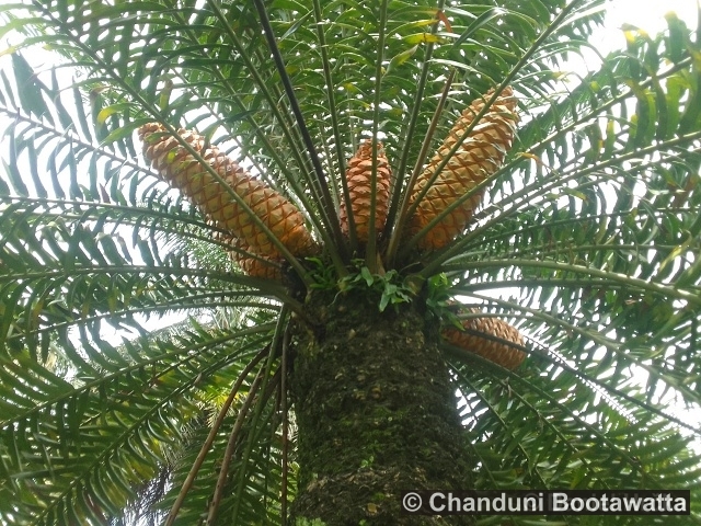 Encephalartos lehmannii