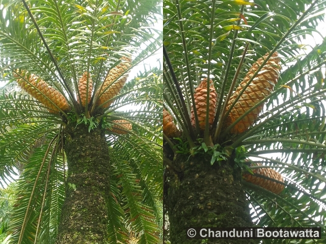 Encephalartos lehmannii
