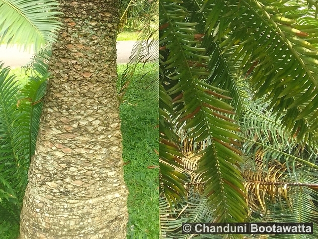 Encephalartos lehmannii