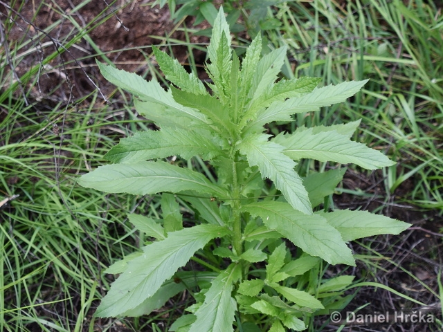 Erechtites hieracifolia
