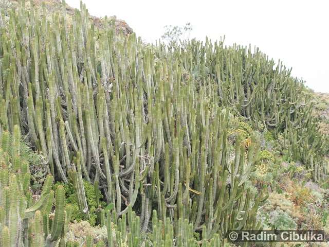 Euphorbia canariensis
