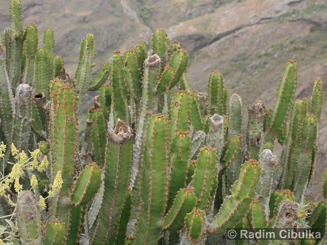 Euphorbia canariensis