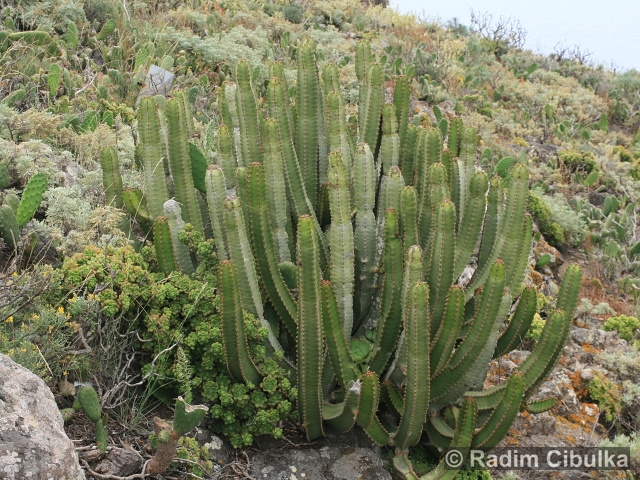 Euphorbia canariensis
