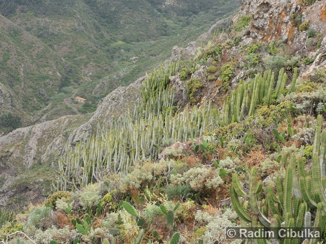 Euphorbia canariensis