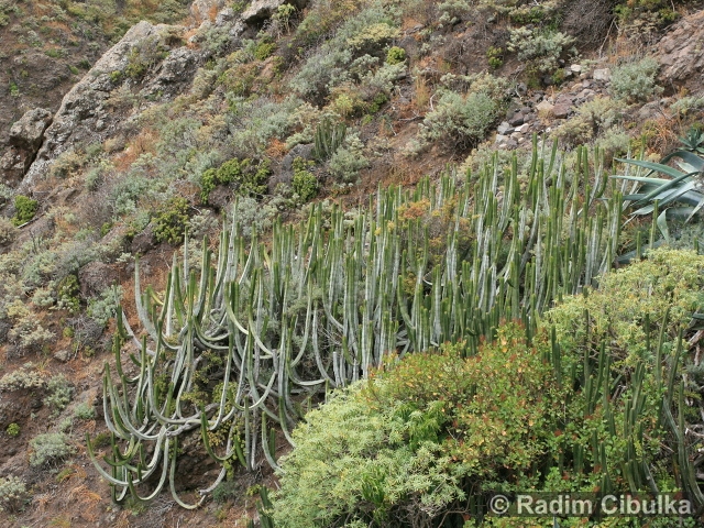 Euphorbia canariensis