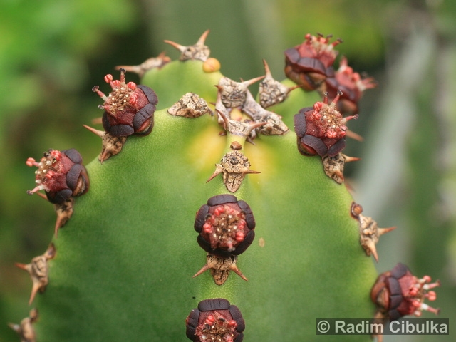 Euphorbia canariensis