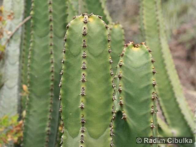 EUPHORBIA CANARIENSIS L. – pryšec kanárský