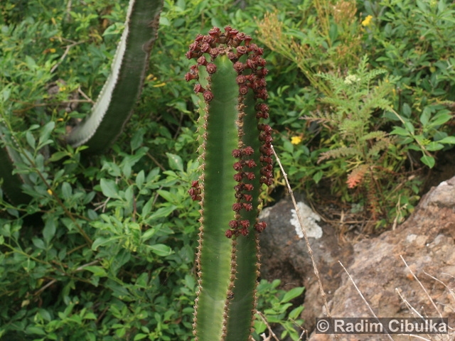 Euphorbia canariensis
