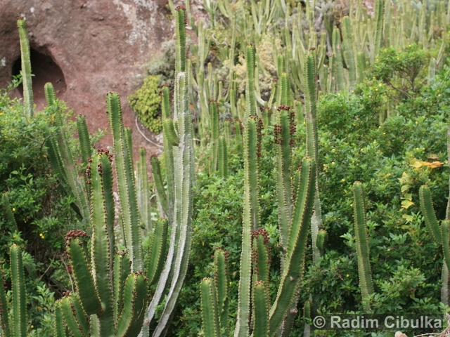 Euphorbia canariensis
