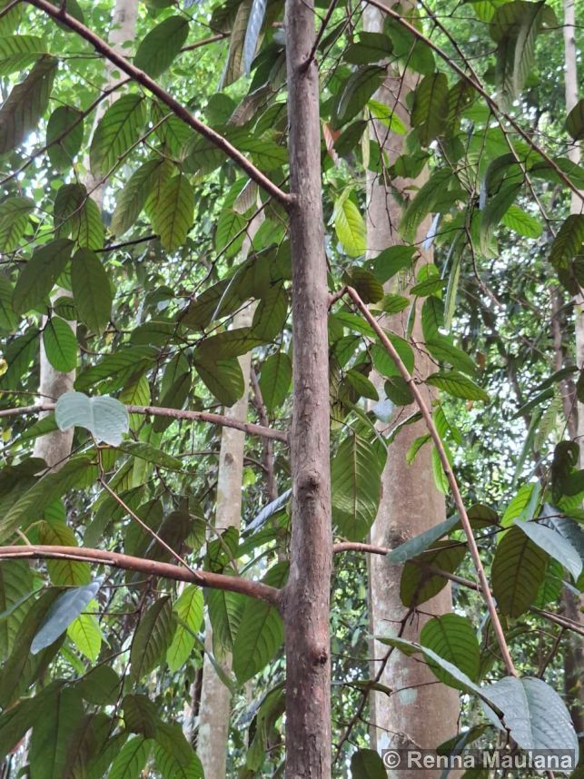 Eusideroxylon zwageri